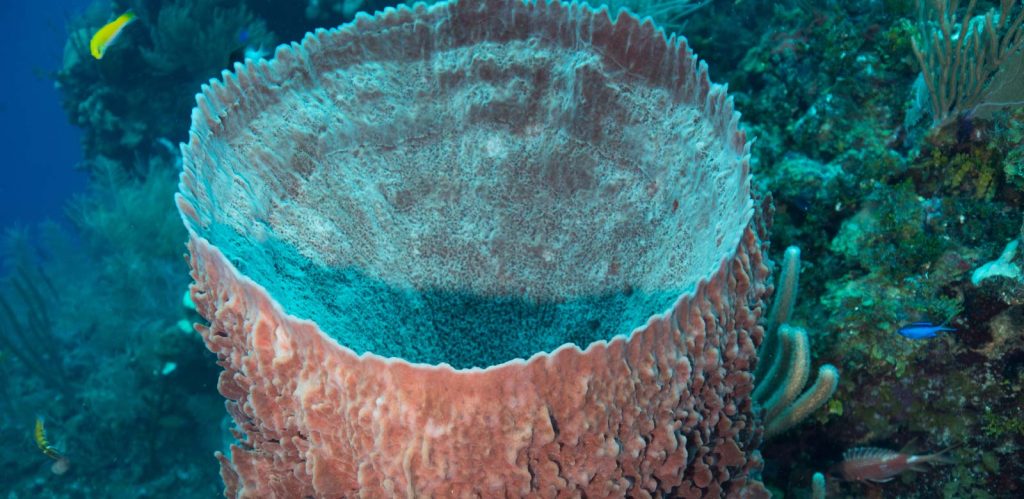 Belize Scuba Diving Certification Manta Island Resort Belize Scuba Diving Certification Manta Island Resort