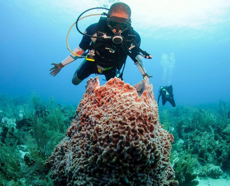 Belize Scuba Diving Tours | Glover's Reef Atoll | Blue Hole Diving