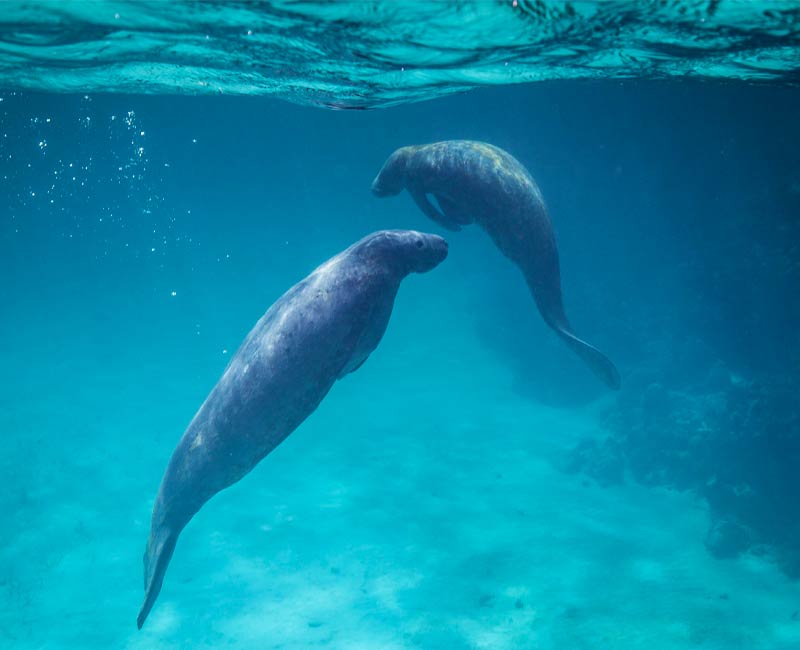 Belize Island Resort - manatees