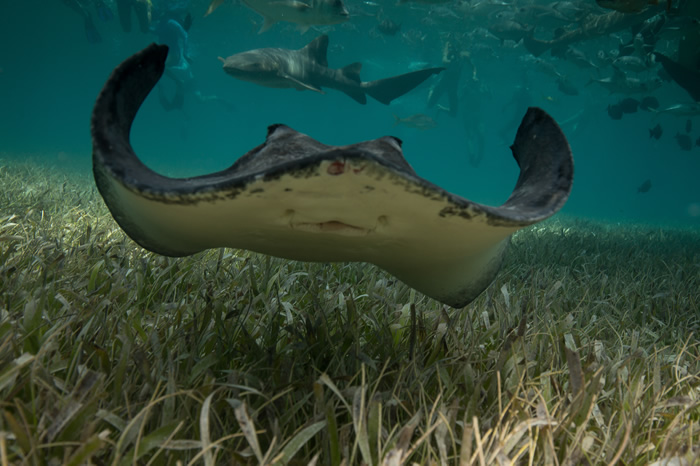 Belize Private Island - Manta Rays