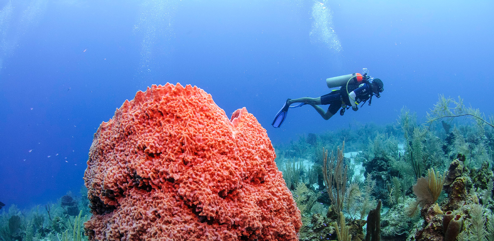 belize scuba diving certifications