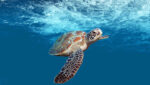 Scuba Dive Belize For The Ultimate 2023 Adventure