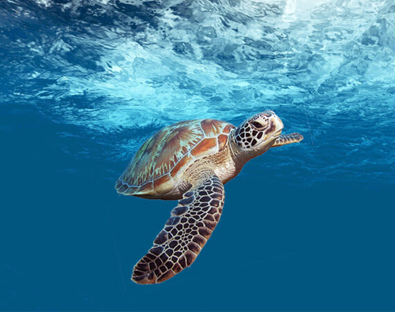 Sea turtle swimming in the Caribbean Sea