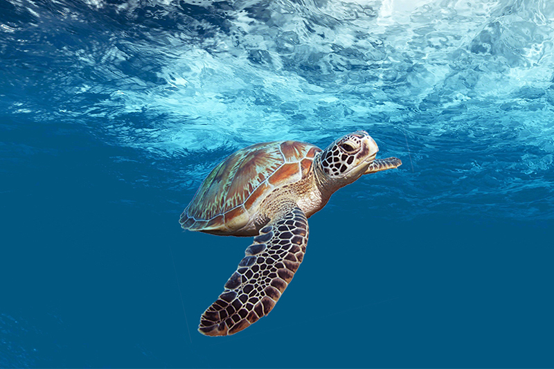 Sea turtle swimming in the Caribbean Sea