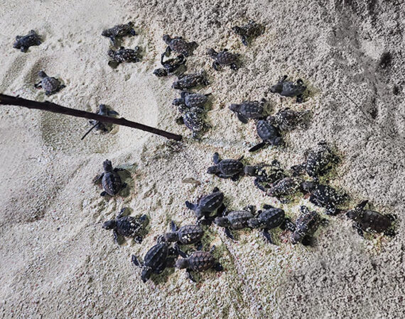 Belize turtle snorkeling