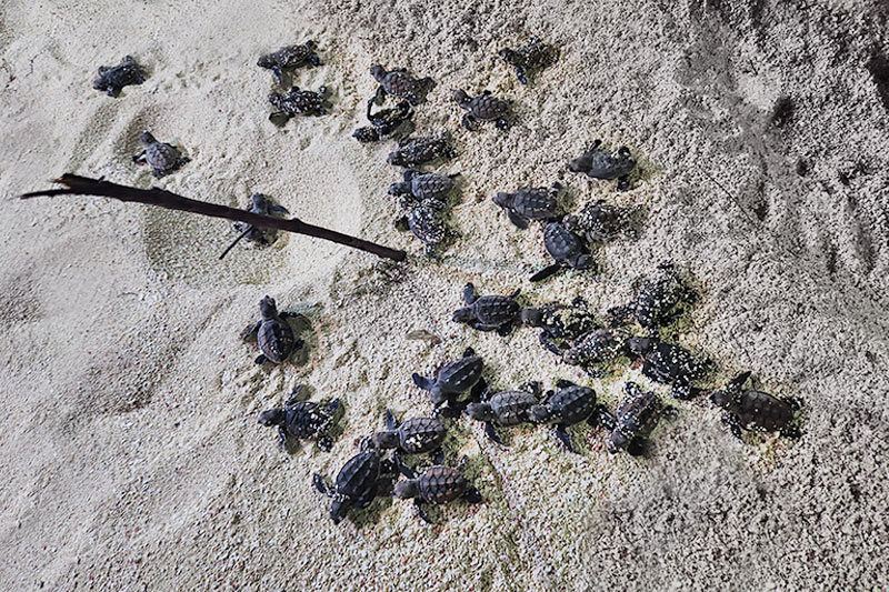 Belize turtle snorkeling