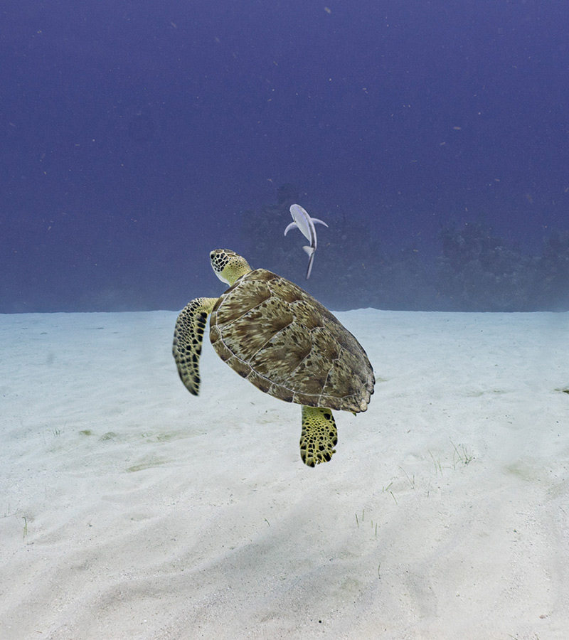  Belize sea turtle tours