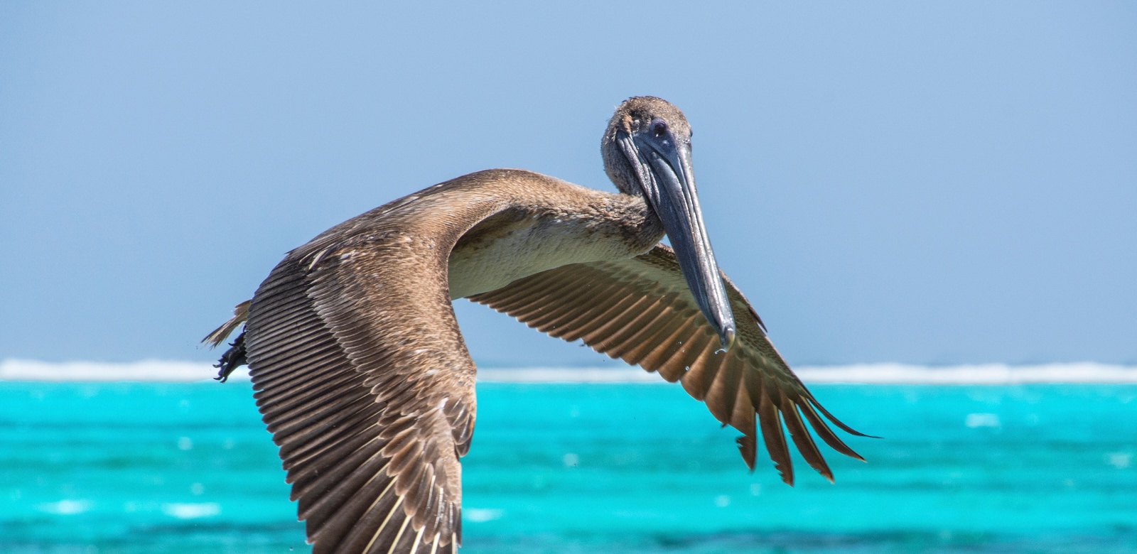 Brown Pelican In Belize
