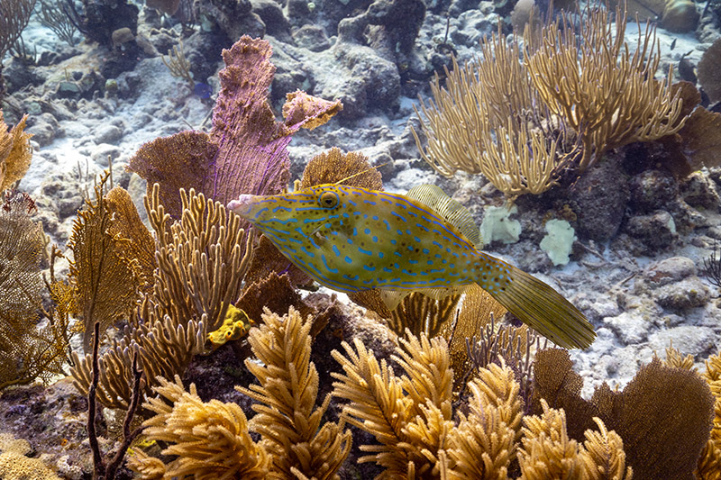  snorkeling Glover’s Atoll