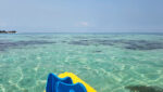 nurse shark snorkeling Belize