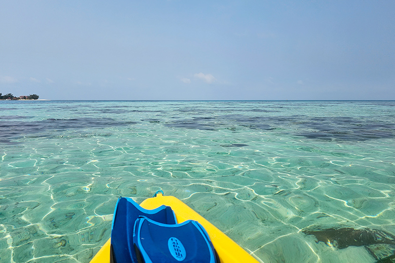 nurse shark snorkeling Belize