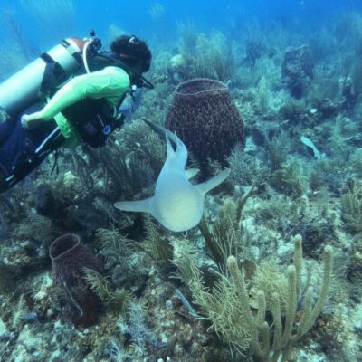 Diver swimming with nurse shark Belize reef