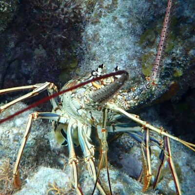 Spiny lobster underwater Belize coral reef