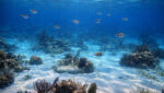 best time to snorkel Belize