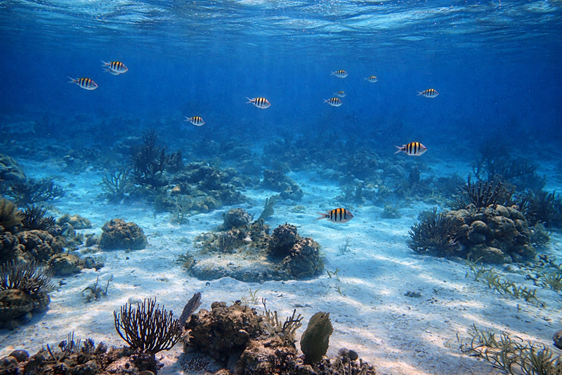 best time to snorkel Belize