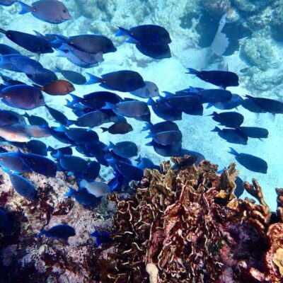 School of tropical fish Belize barrier reef