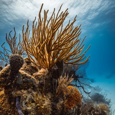Sea Coral Glover's Reef