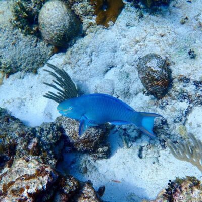 Blue parrotfish on Belize coral reef
