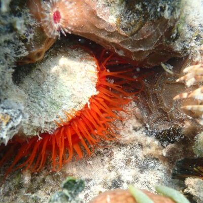 Marine life close up Belize underwater reef