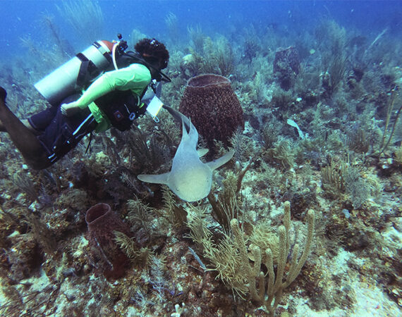 luxury dive vacations