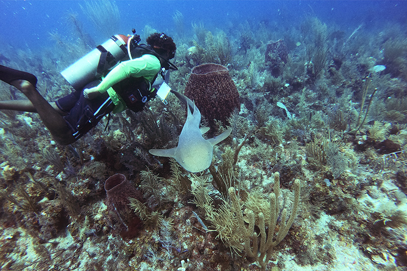 luxury dive vacations