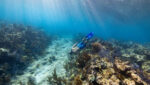 Belize barrier reef snorkeling