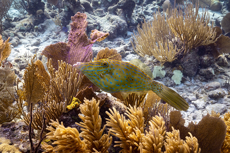 Belize dive trip