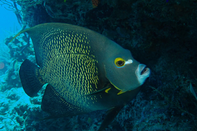 Belize diving vacation