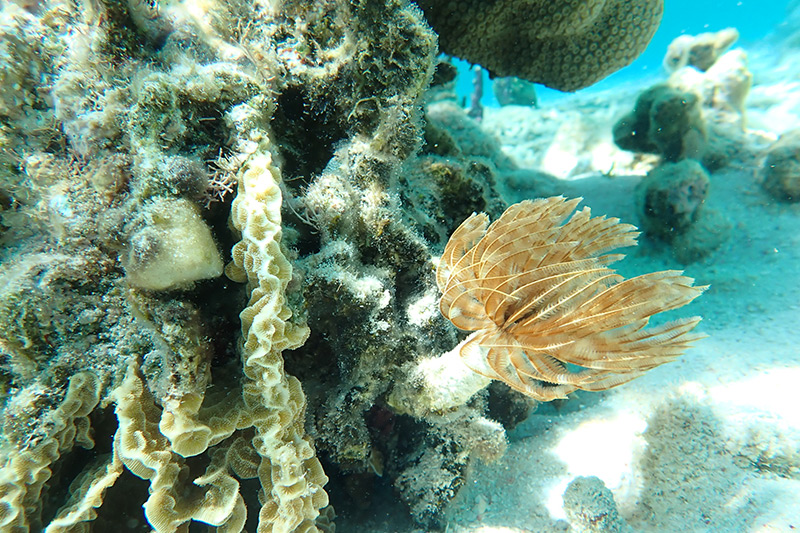 Belize dive vacation